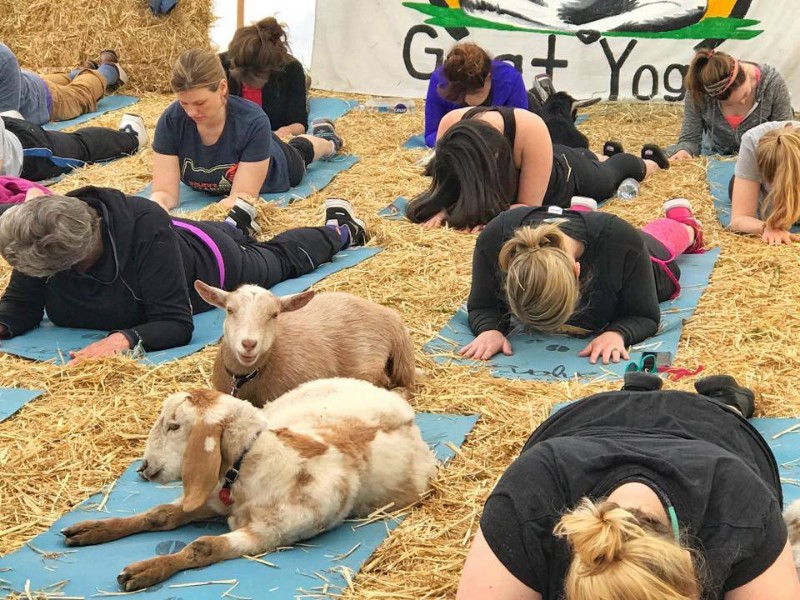 Original Goat Yoga Galena - Things to Do in Galena